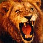 Lion Roar